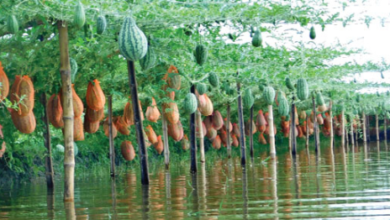 খুলনার কয়রা উপজেলায় অসময়ে তরমুজ চাষ করে সফলতা অর্জন