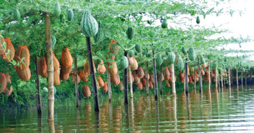 খুলনার কয়রা উপজেলায় অসময়ে তরমুজ চাষ করে সফলতা অর্জন